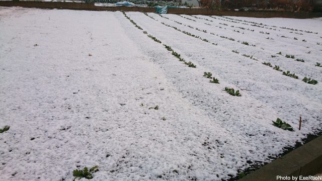コルトラリーアートバージョンRにAutosock 600 装着! 1 大雪