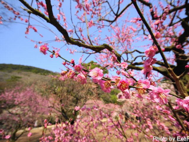 【日本一周】47都道府県制覇の軌跡 in my car! Part8.香川県 6 栗林公園