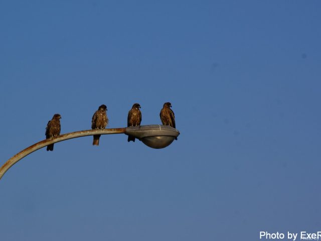 【日本一周】47都道府県制覇の軌跡 in my car! Part11.徳島県 27 室戸ジオパークスカイラインサイト展望台