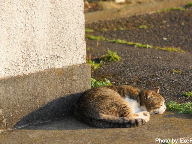 【日本一周】47都道府県制覇の軌跡 in my car! Part11.徳島県 25 室戸ジオパークスカイラインサイト展望台