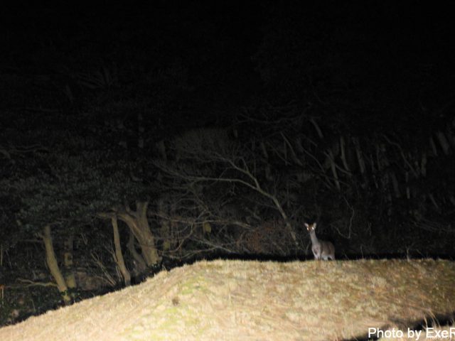 【日本一周】47都道府県制覇の軌跡 in my car! Part11.徳島県 29 蒲生田岬