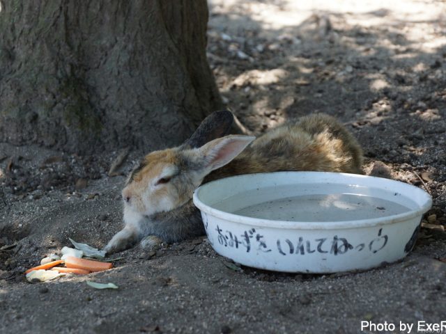 【日本一周】47都道府県制覇の軌跡 in my car! Part13.広島県 14 大久野島