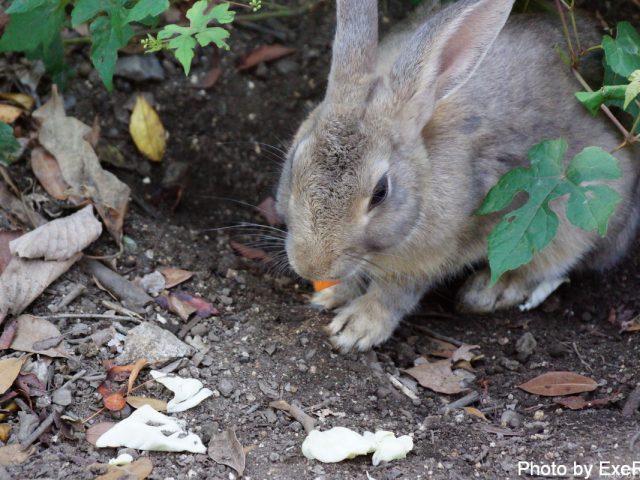 【日本一周】47都道府県制覇の軌跡 in my car! Part13.広島県 16 大久野島
