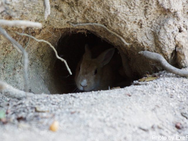 【日本一周】47都道府県制覇の軌跡 in my car! Part13.広島県 15 大久野島