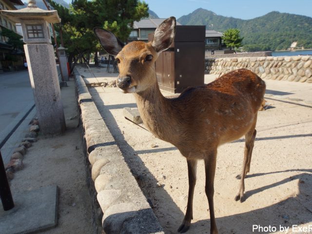 【日本一周】47都道府県制覇の軌跡 in my car! Part13.広島県 24 宮島(厳島神社)