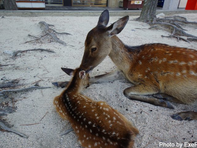 【日本一周】47都道府県制覇の軌跡 in my car! Part13.広島県 26 宮島(厳島神社)